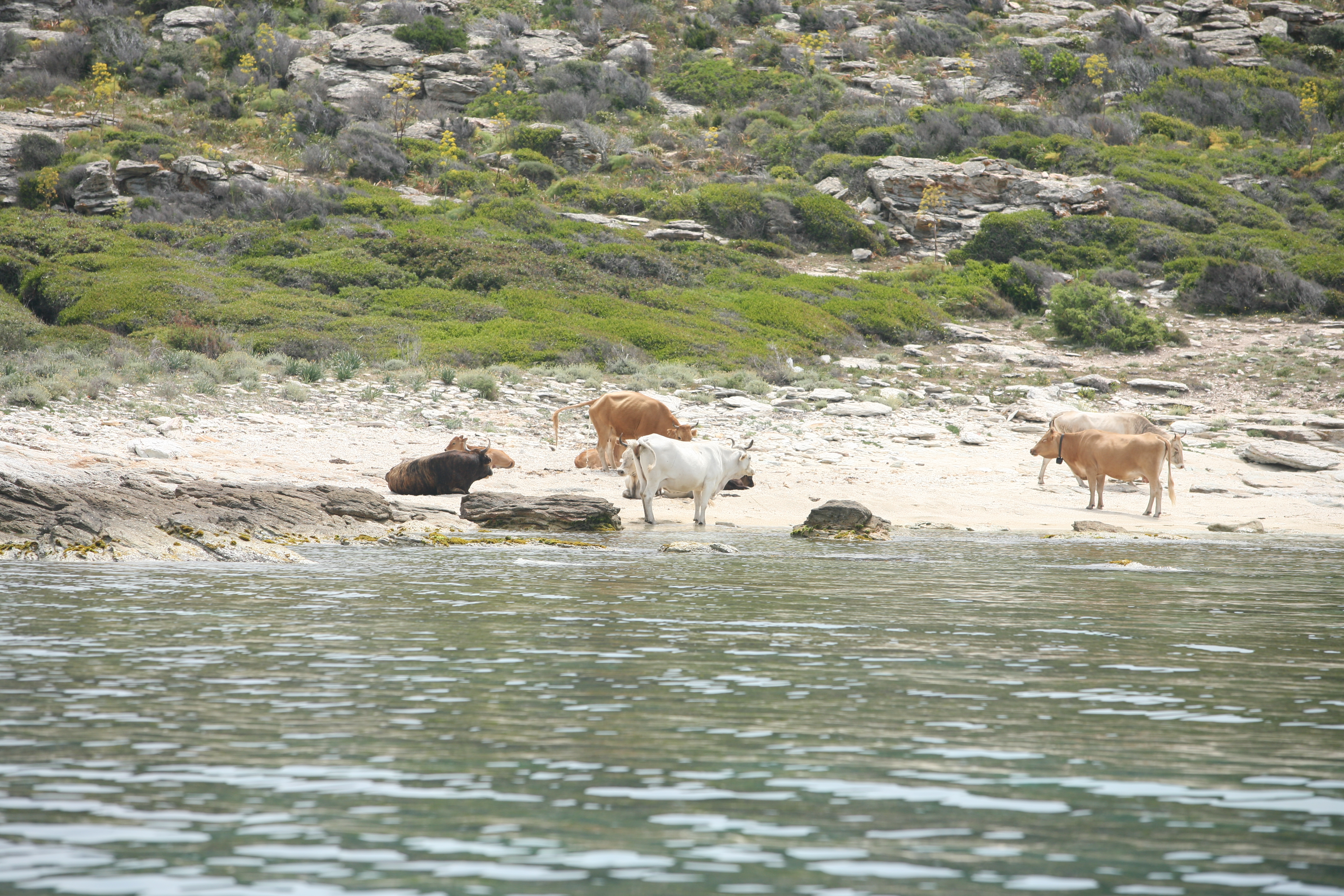 Sur les plages du Désert des Agriates, les vaches ne sont pas rares. 