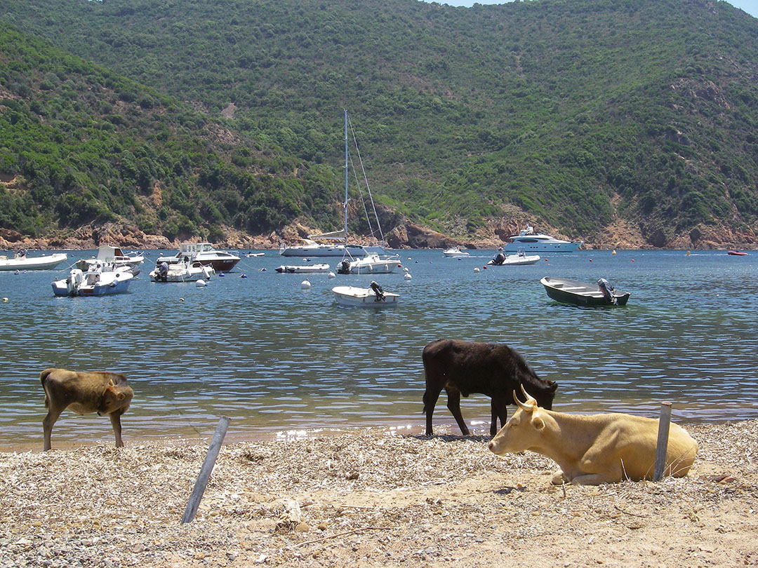 36.girolata_corse